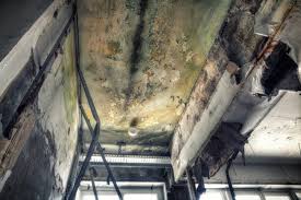 Why You Should Choose Our Mold Remediation Services in Lindenhurst, NY